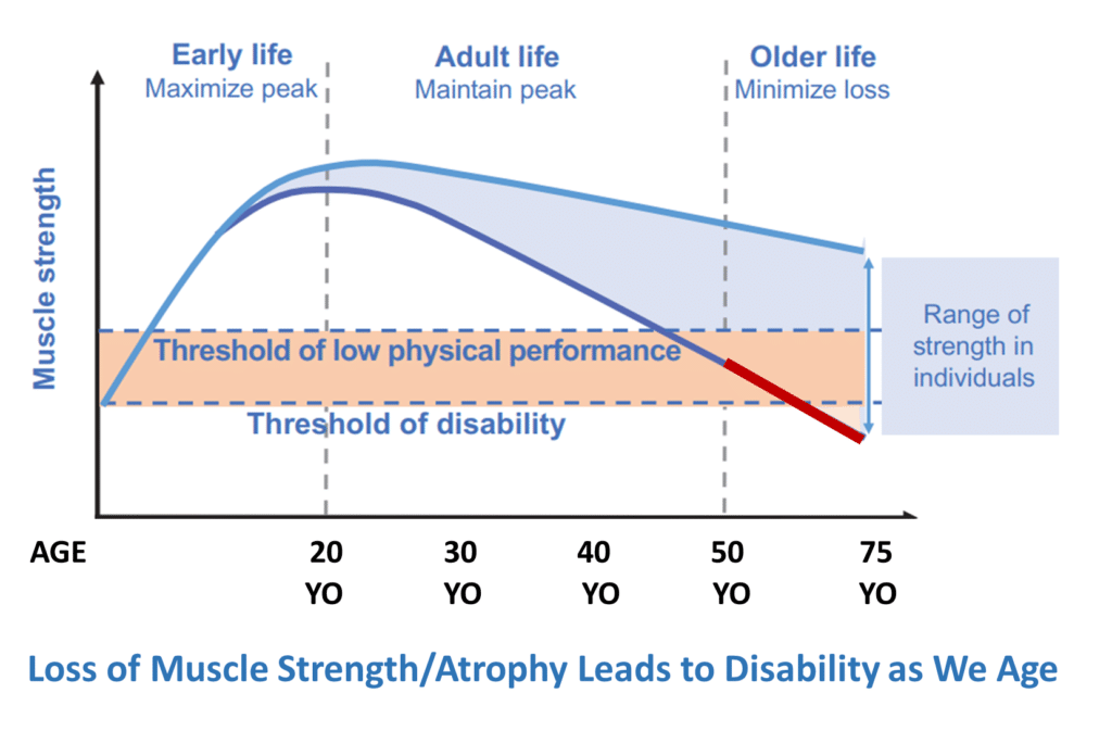 Loss of Muscle Strength/Atrophy Leads to Disability as We Age