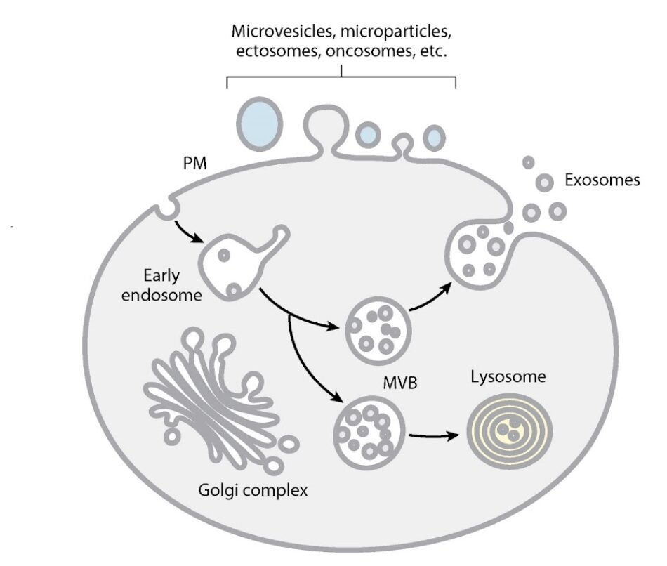 Diagram of a cell showing the formation and release of exosomes from the plasma membrane, highlighting their role in growth factors transport. Labels include Golgi complex, early endosome, MVB, lysosome, and exosomes linked to stem cell products.